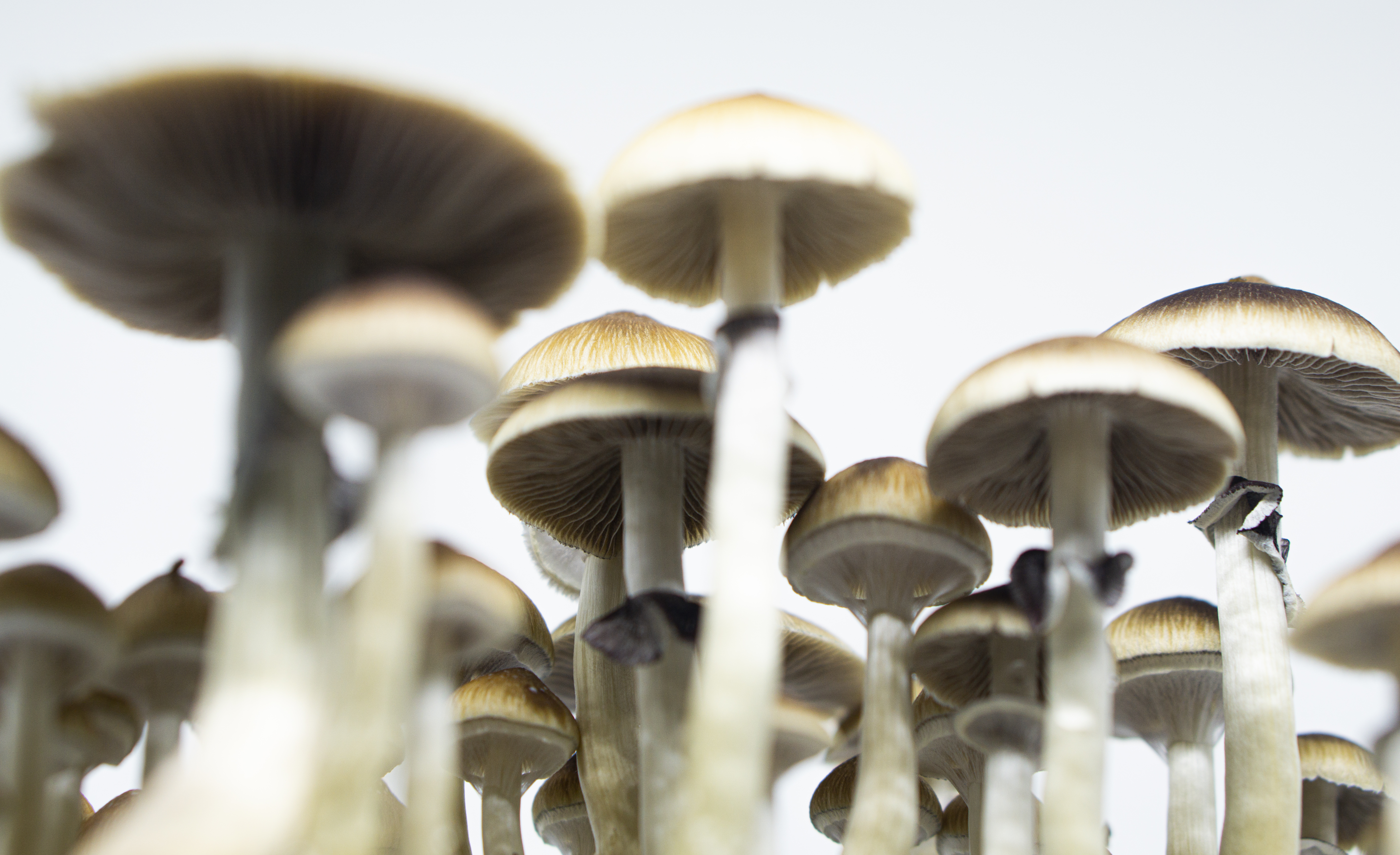cogumelos mágicos são legais no brasil